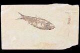 Fossil Fish (Knightia) - Wyoming #109986-1